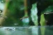 画像2: Wild ナノストムス・アンデュゼイ｜極細の姿で静かに漂う (2)