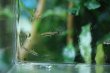 画像1: Wild ナノストムス・アンデュゼイ｜極細の姿で静かに漂う (1)