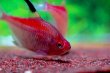 画像4: Wild ダイアモンドペレズテトラ｜細かな輝きが群れで揺れる (4)