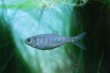 画像3: Wild オプサリウス・バルナ｜清流を思わせる銀のきらめき (3)