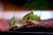 画像3: Wild Co.イルミネータス グリーン｜緑の光沢が砂上でふっと浮かぶ (3)