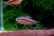 画像1: Wild スーパーイエローデビルテトラ｜黄味を帯びた発色で明るく差す一匹 (1)