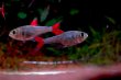 画像3: Wild ハイフェソブリコン エイリョス｜漆黒の体に紅色がにじむ (3)