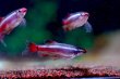 画像4: Long-fin カージナルアカヒレ （EUブリード）｜伸びるヒレが優雅に揺れる小型美 (4)