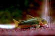 画像1: Wild Co.イルミネータス グリーン｜緑の光沢が砂上でふっと浮かぶ (1)