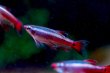 画像2: Long-fin カージナルアカヒレ （EUブリード）｜伸びるヒレが優雅に揺れる小型美 (2)