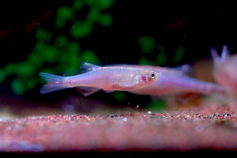 画像1: ダニオ・ロゼア｜青紫の光とバラ色が走る軽快さ (1)