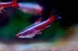 画像3: Long-fin カージナルアカヒレ （EUブリード）｜伸びるヒレが優雅に揺れる小型美 (3)