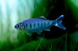 画像1: Wild バリリウス・アルデンス｜澄んだ銀に走る細身の躍動感 (1)