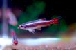 画像1: Long-fin カージナルアカヒレ （EUブリード）｜伸びるヒレが優雅に揺れる小型美 (1)