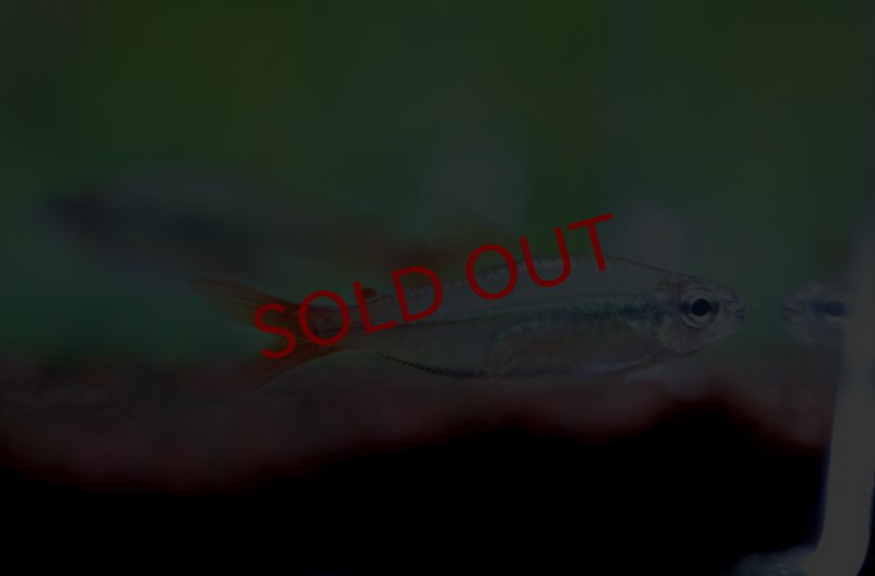 画像2: モンクホーシャ・コペイ｜銀の厚みが水槽に落ち着きを添える (2)