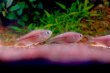 画像4: Wild インパイクティス sp. パラウアピランガ｜蒼い影をまとった未知のきらめき (4)