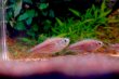 画像3: Wild インパイクティス sp. パラウアピランガ｜蒼い影をまとった未知のきらめき (3)
