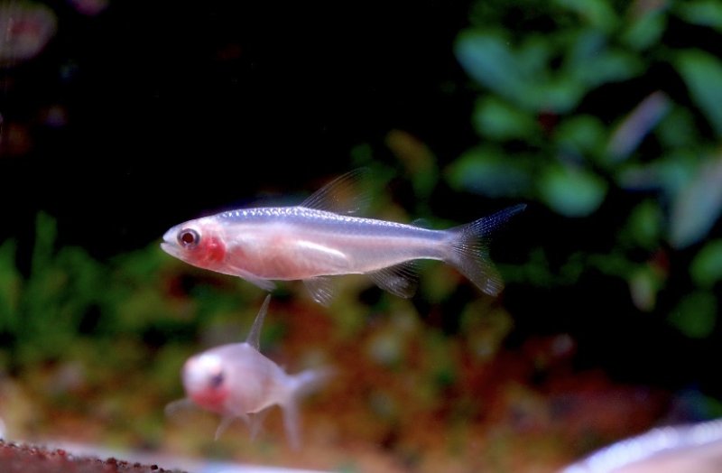 画像2: ブリリアントゴールデン・ラミーノーズテトラ｜金のきらめきに朱が差す華やかさ (2)