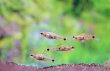 画像2: Wild ネオレビアス・ポウェリー｜繊細な赤みが差す上品な小型美魚 (2)
