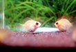 画像2: Long-fin ゴールデンバルーンラム｜金の丸みに長いヒレが揺れる (2)