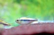 画像3: Wild プラチナ レモンラピステトラ｜白く透ける黄が光を返す一匹 (3)