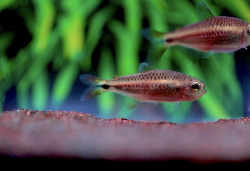 画像4: Wild モンクホーシャ・プルンベア｜鉛色の渋みが水景を締める (4)