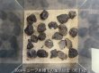 画像4: 【NEW】黒溶岩石 おまかせ重量セット｜1kg・3kg・5kg・10kg (4)