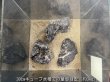 画像4: 【NEW】黒晶石 おまかせ重量セット｜3kg・5kg・10kg (4)