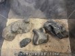 画像4: 【NEW】蒼翠石 おまかせ重量セット｜3kg・5kg・10kg (4)