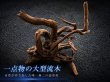 画像1: マングローブ系流木｜一点物・現物確認・個別見積り (1)