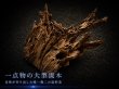 画像1: チーク系ホールウッド｜穴あき造形が美しい一点物流木 (1)