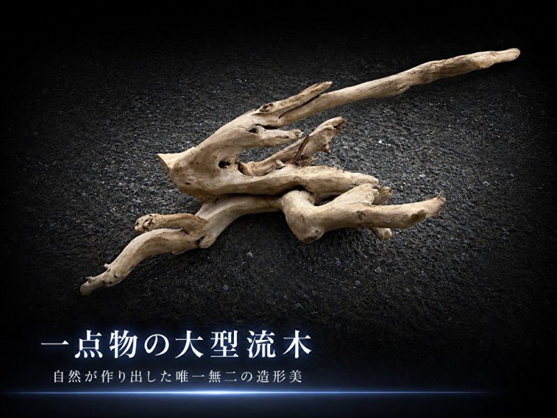 画像1: ホワイトマングローブ系流木｜一点物・現物確認・個別見積り (1)