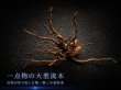 画像1: ナチュラルブランチウッド｜一点物・現物確認・個別見積り (1)