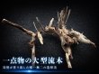 画像1: マングローブ系 枝流木｜一点物・現物確認・個別見積り (1)