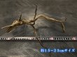 画像2: ブラックブランチウッド おまかせセット｜黒みのある枝ぶりを楽しむ小型流木サイズ別セット (2)