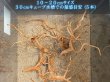 画像4: ナチュラルブランチウッド おまかせセット｜自然な枝ぶりを楽しむ小型流木サイズ別セット (4)