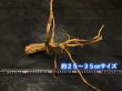 画像7: ナチュラルブランチウッド おまかせセット｜自然な枝ぶりを楽しむ小型流木サイズ別セット (7)