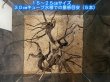 画像4: ブラックブランチウッド おまかせセット｜黒みのある枝ぶりを楽しむ小型流木サイズ別セット (4)