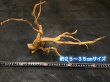 画像6: ナチュラルブランチウッド おまかせセット｜自然な枝ぶりを楽しむ小型流木サイズ別セット (6)