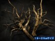 画像1: ブラックブランチウッド おまかせセット｜黒みのある枝ぶりを楽しむ小型流木サイズ別セット (1)