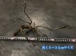 画像3: ブラックブランチウッド おまかせセット｜黒みのある枝ぶりを楽しむ小型流木サイズ別セット (3)