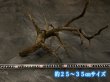 画像7: ブラックブランチウッド おまかせセット｜黒みのある枝ぶりを楽しむ小型流木サイズ別セット (7)