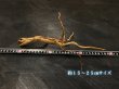画像3: ナチュラルブランチウッド おまかせセット｜自然な枝ぶりを楽しむ小型流木サイズ別セット (3)
