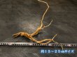 画像2: ナチュラルブランチウッド おまかせセット｜自然な枝ぶりを楽しむ小型流木サイズ別セット (2)