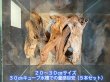 画像7: マングローブ系流木 おまかせセット｜自然な木肌と曲線を楽しむ小型流木サイズ別セット (7)