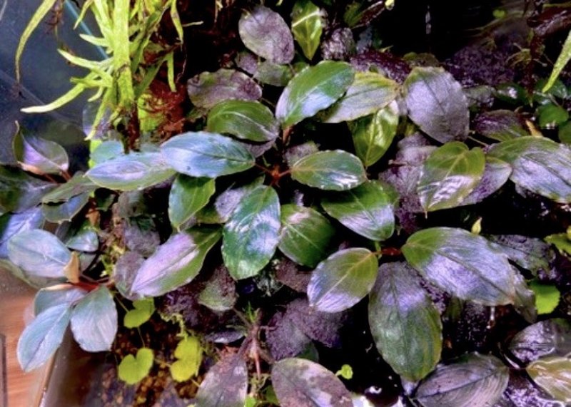 画像1: Bucephalandra sp. “Blue Melon” 特選大株｜高湿度環境で仕上げた数量限定の特別株 (1)
