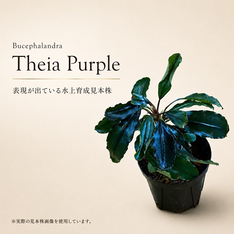 画像1: Bucephalandra sp. “Theia Purple”｜深い紫色と存在感を楽しむ中型種 (1)