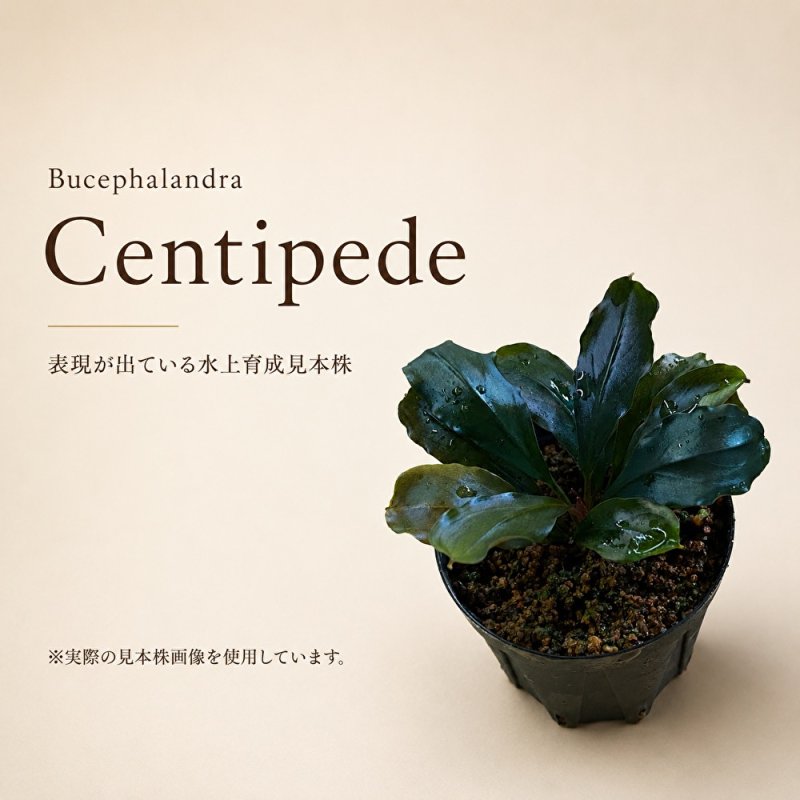画像1: Bucephalandra sp. “Centipede”｜独特な葉姿と個性を楽しむ大型種 (1)