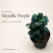 画像1: Bucephalandra sp. “Metallic Purple”｜紫の艶と金属感を楽しむ中型種 (1)