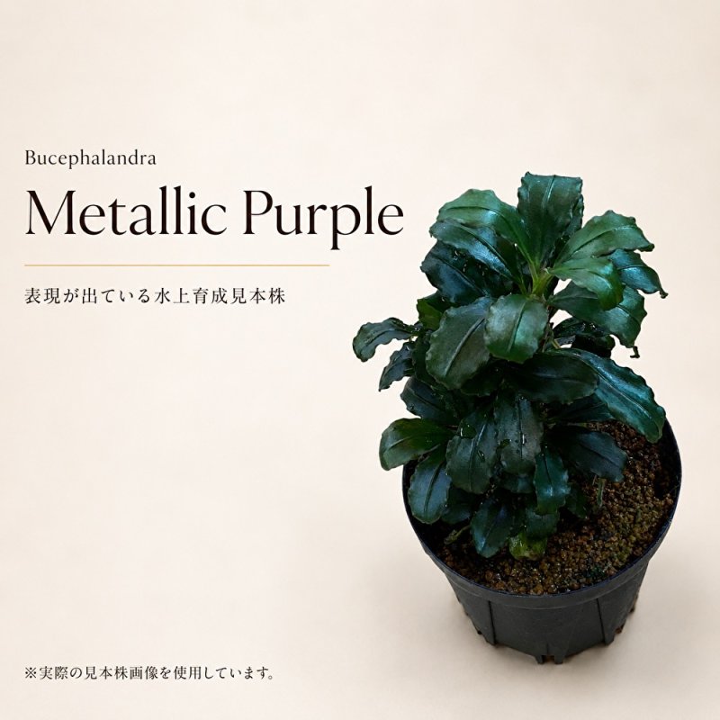 画像1: Bucephalandra sp. “Metallic Purple”｜紫の艶と金属感を楽しむ中型種 (1)