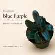 画像1: Bucephalandra sp. “Blue Purple”｜青紫の落ち着いた発色を楽しむ中型種 (1)