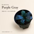 画像1: Bucephalandra sp. “Purple Gray”｜紫灰色の落ち着いた色味を楽しむ小型種 (1)