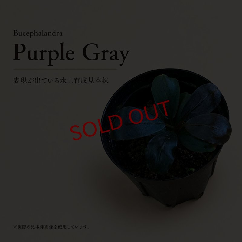 画像1: Bucephalandra sp. “Purple Gray”｜紫灰色の落ち着いた色味を楽しむ小型種 (1)
