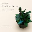 画像1: Bucephalandra sp. “Red Cerberus”｜深い赤みと妖しい存在感を楽しむ中型種 (1)